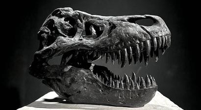 Tête de tyrannosaure
Sculpture en composite.
L....