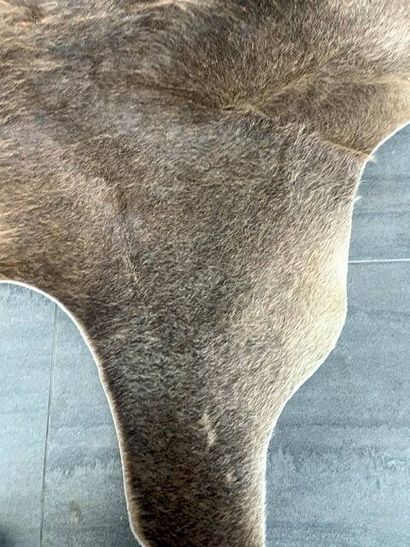 Tapis en peau de vache, avec des nuances...