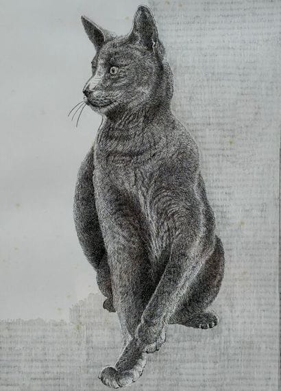 ECOLE CONTEMPORAINE - DELMAS 
Le chat
Paire...