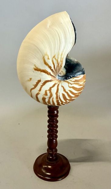 Coquille de nautile montée sur socle en bois...