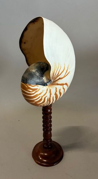 Coquille de nautile montée sur socle en bois...