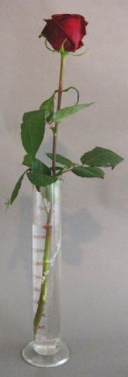 Joseph BEUYS (1921-1986)
Rose für direkte...