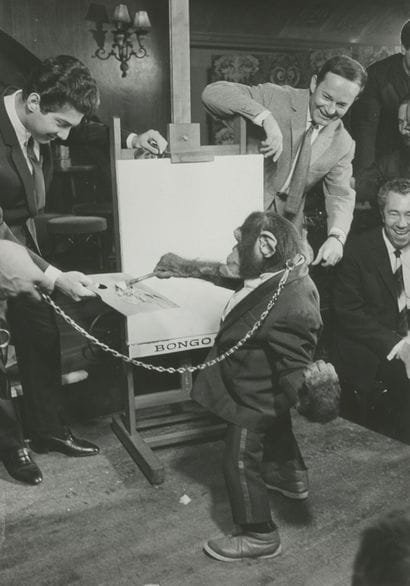 Le chimpanzé peintre
Congo (?), en plein...