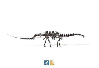 Apatosaurus sp (An Apatosaurus-like Diplodocid)
Morrison...
