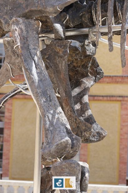 Apatosaurus sp (An Apatosaurus-like Diplodocid)
Morrison...