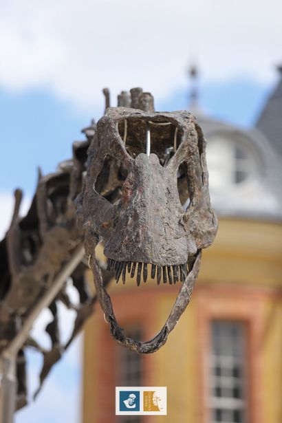 Apatosaurus sp (An Apatosaurus-like Diplodocid)
Morrison...