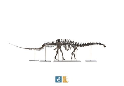 Apatosaurus sp (An Apatosaurus-like Diplodocid)
Morrison...