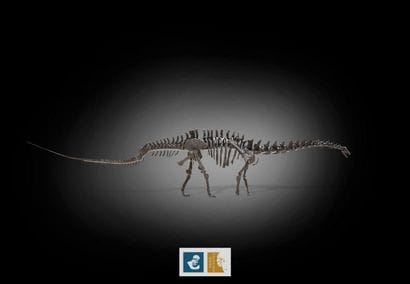 Apatosaurus sp (An Apatosaurus-like Diplodocid)
Morrison...