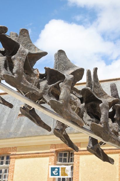 Apatosaurus sp (An Apatosaurus-like Diplodocid)
Morrison...