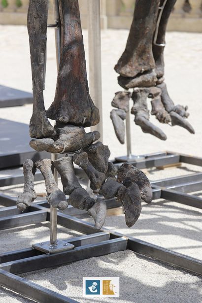 Apatosaurus sp (An Apatosaurus-like Diplodocid)
Morrison...