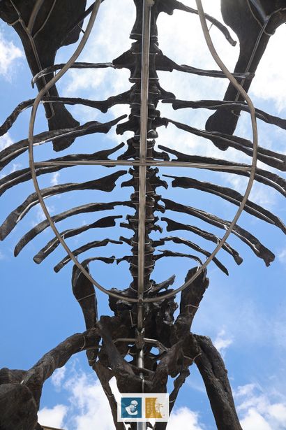 Apatosaurus sp (An Apatosaurus-like Diplodocid)
Morrison...