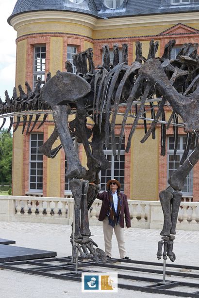 Apatosaurus sp (An Apatosaurus-like Diplodocid)
Morrison...