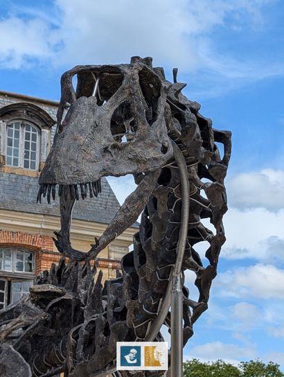 Apatosaurus sp (An Apatosaurus-like Diplodocid)
Morrison...