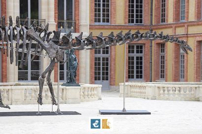 Apatosaurus sp (An Apatosaurus-like Diplodocid)
Morrison...