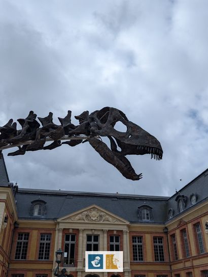 Apatosaurus sp (An Apatosaurus-like Diplodocid)
Morrison...