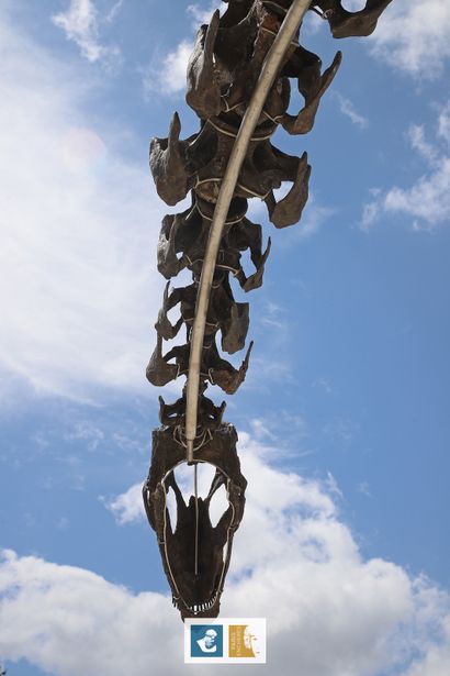 Apatosaurus sp (An Apatosaurus-like Diplodocid)
Morrison...