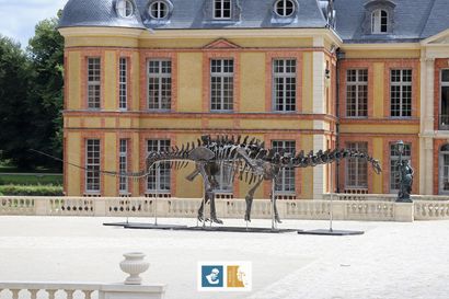 Apatosaurus sp (An Apatosaurus-like Diplodocid)
Morrison...