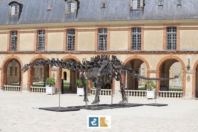 Apatosaurus sp (An Apatosaurus-like Diplodocid)
Morrison...