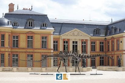 Apatosaurus sp (An Apatosaurus-like Diplodocid)
Morrison...