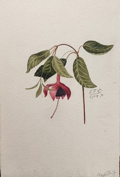 Ecole du XIXe - «Fuchsia» - Aquarelle – 25...