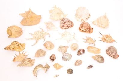 COLLECTION DE COQUILLAGES