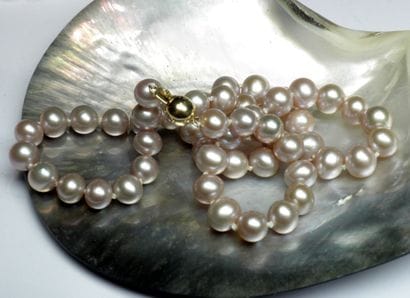 Important necklace in cultured pearls diameter...