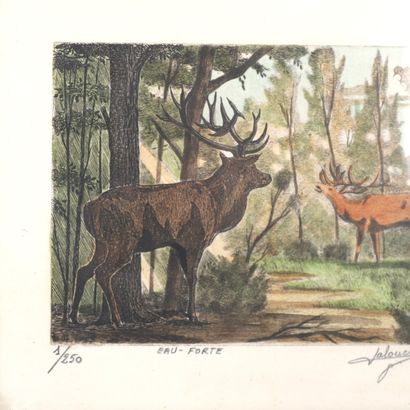 CERF QUI BRAME