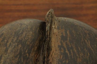 Coconut palm seed (Lodoicea Maldivica) known...