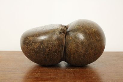 Coconut palm seed (Lodoicea Maldivica) known...