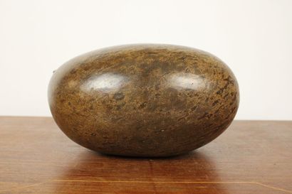 Coconut palm seed (Lodoicea Maldivica) known...