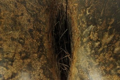 Coconut palm seed (Lodoicea Maldivica) known...