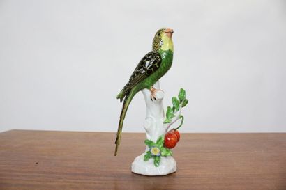 CAPODIMONTE.
Meeting of a parrot in polychrome...