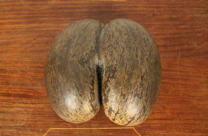 Coconut palm seed (Lodoicea Maldivica) known...