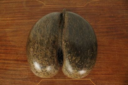 Coconut palm seed (Lodoicea Maldivica) known...