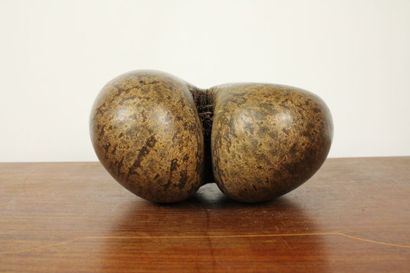 Coconut palm seed (Lodoicea Maldivica) known...