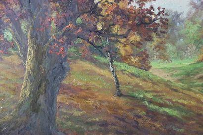 HERAULT (XXème). Vue d'un chemin de forêt...