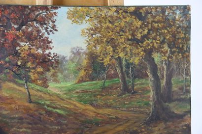 HERAULT (XXème). Vue d'un chemin de forêt...