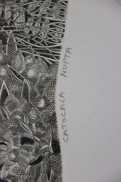 Joël ROCH (1939-2014).
Catocala nupta.
Gravure...