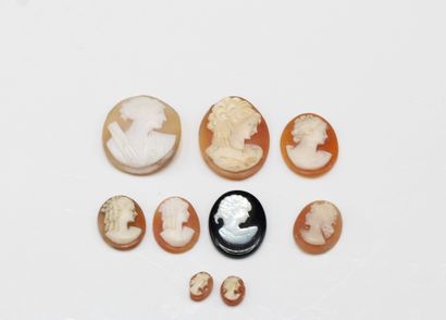 Lot of eight cameos on shells depicting female...