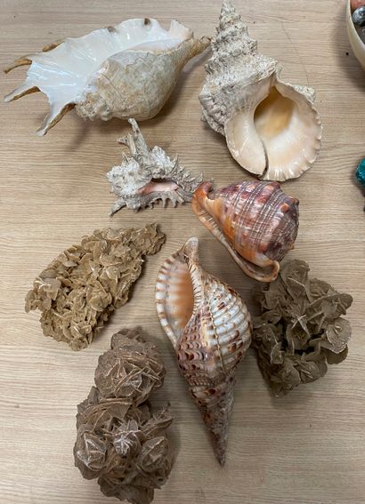 Lot comprenant cinq coquillages et trois...