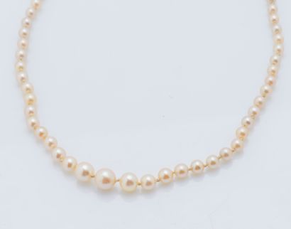 Collier de perles de culture en chute, la...