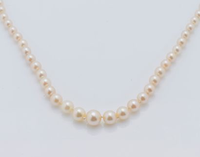 Collier de perles de culture en chute, la...