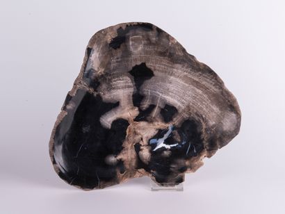 Bois silicifié, Philippines. 
Dim. : 32 x...