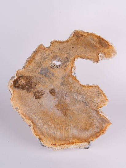Fossile de corail (corallium spp. CITES annexe...