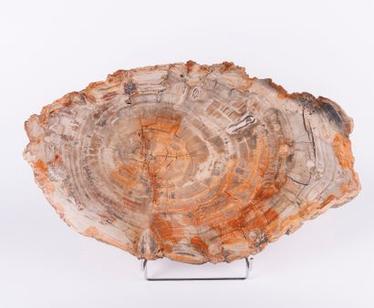 Bois silicifié, Madagascar. 
Dim. : 32 x...