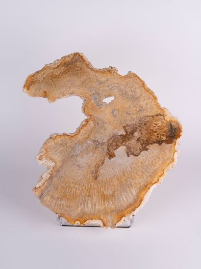Fossile de corail (corallium spp. CITES annexe...