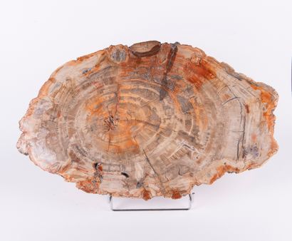 Bois silicifié, Madagascar. 
Dim. : 32 x...