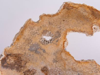 Fossile de corail (corallium spp. CITES annexe...