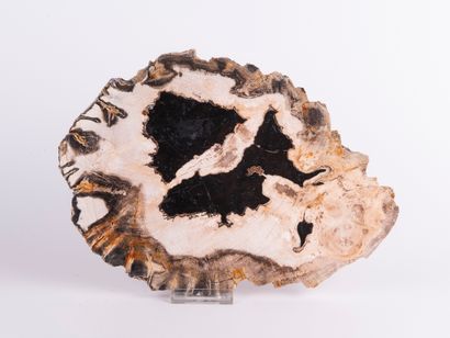 Bois silicifié, Philippines. 
Dim. : 25 x...