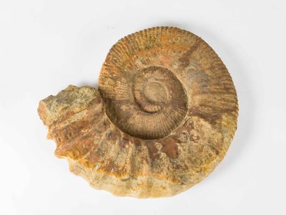 Importante ammonite fossilisée 
Diam.: 52...